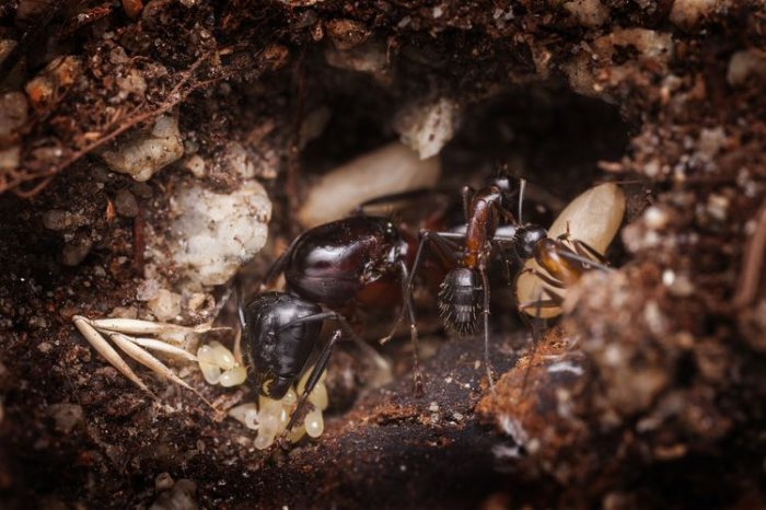 Mravenčí královna v hnízdě