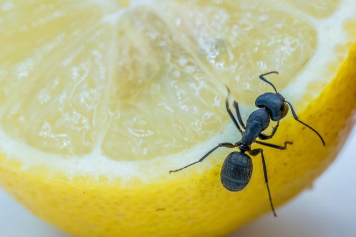 Mravenec na citronu
