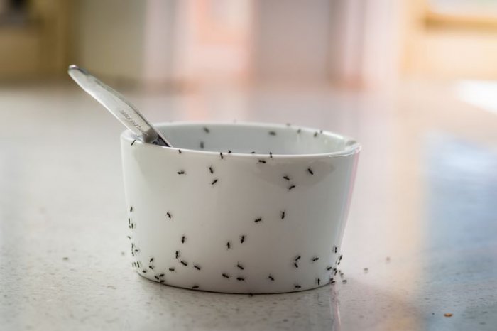 Mravce sa často objavujú v ľudských príbytkoch kvôli ľahko prístupným zdrojom potravy