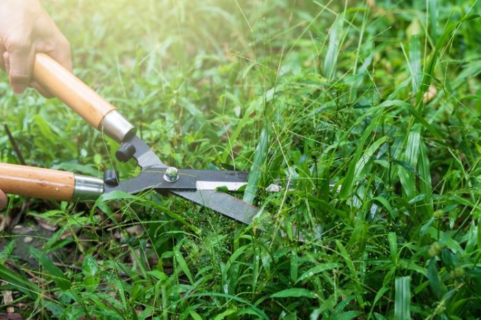 jak vybrat ruční nůžky na trávu