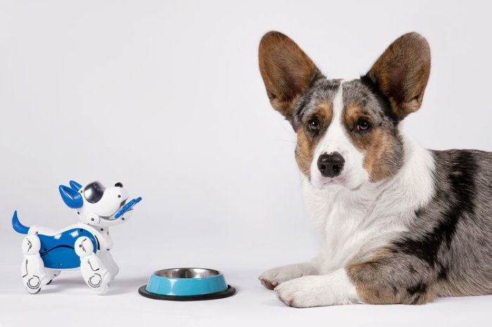 Robotický pes vs. živý pes