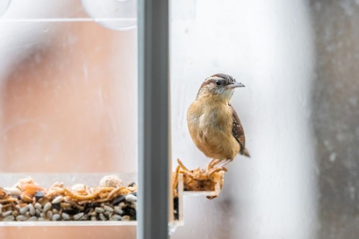 Krmítko pro ptáky na okno