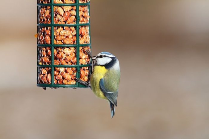 Ako vybrať kŕmidlo pre vtáky?