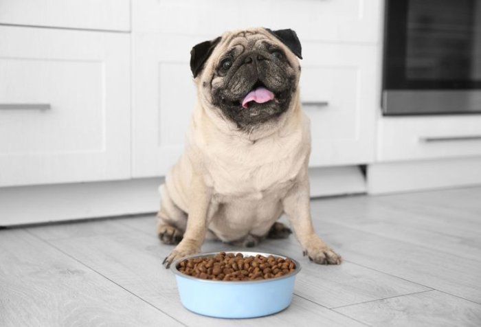Pes s miskou s jedlom